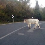 Animali vaganti