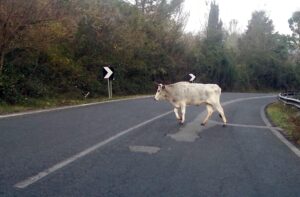 Animali vaganti