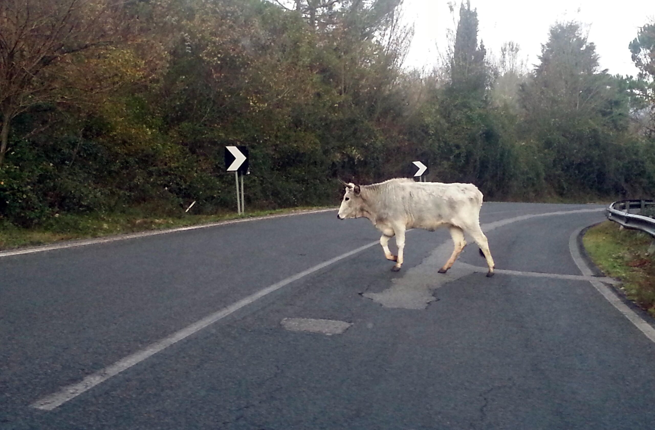 Il sindaco di Monterosso autorizza a sparare gli animali vaganti