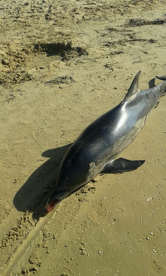 Spiaggia un delfino a Casuzze