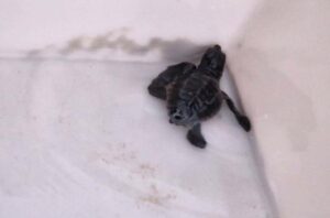Piccoli di Caretta Caretta