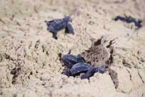 Piccoli di Caretta Caretta