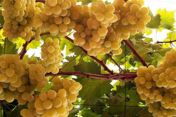 Festival dell’uva a Mazzarrone. Ad Acate, una conferenza sul tema