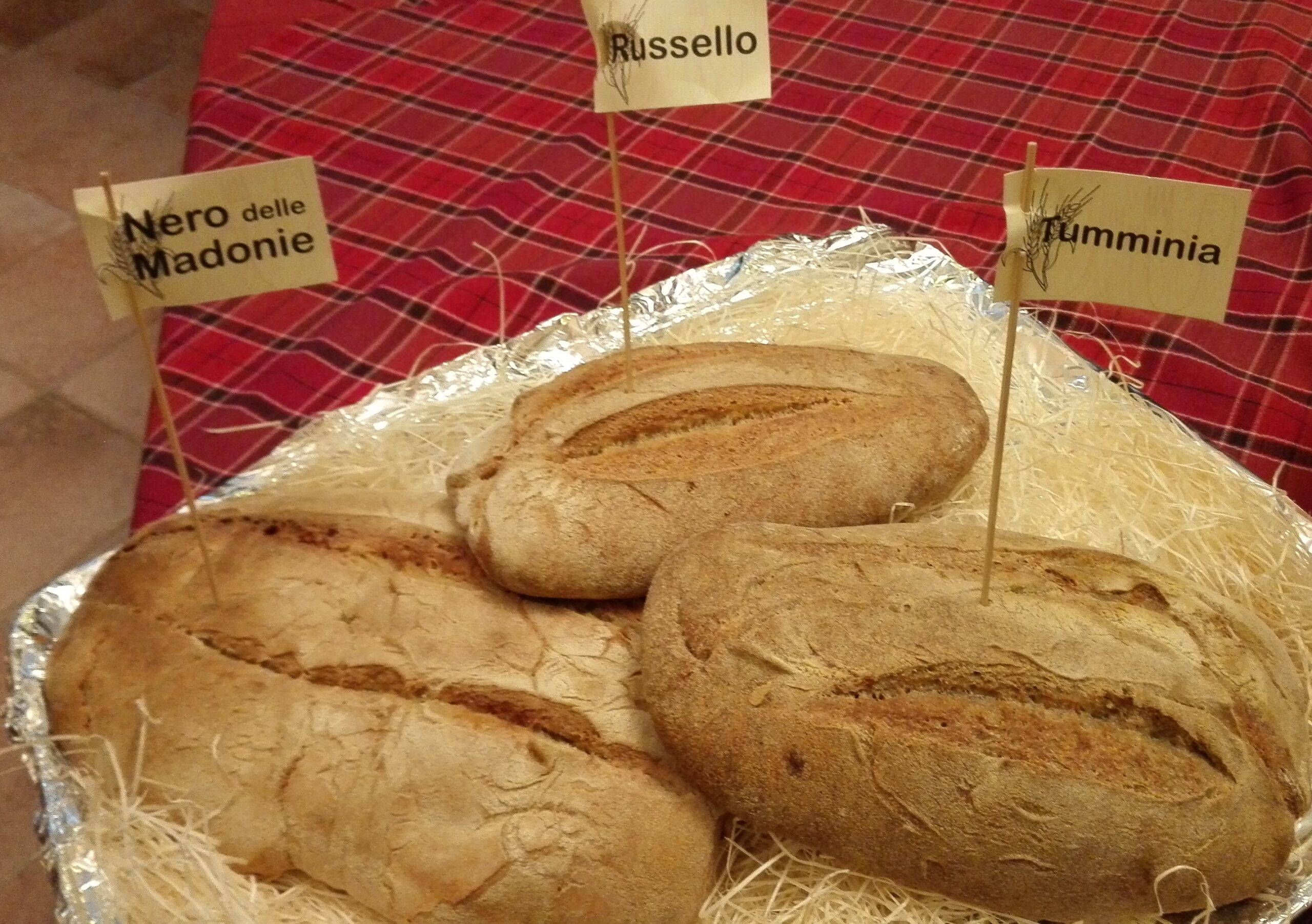 Grani antichi siciliani. Pane al pane