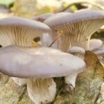 funghi cardoncelli