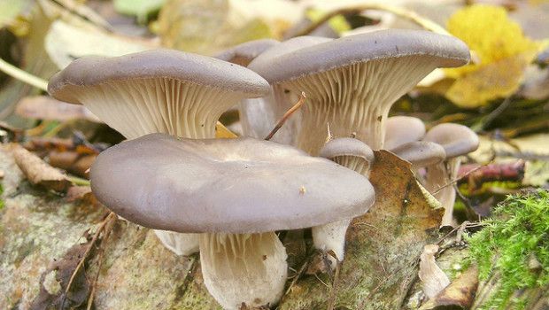 Giarratana, corso di formazione micologica
