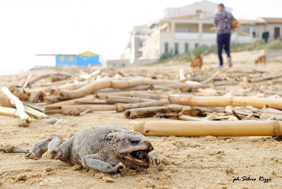 Un rospo pietrificato, a Punta Secca. VIDEO.