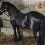 Cavallo rubato