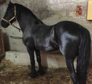 Cavallo rubato