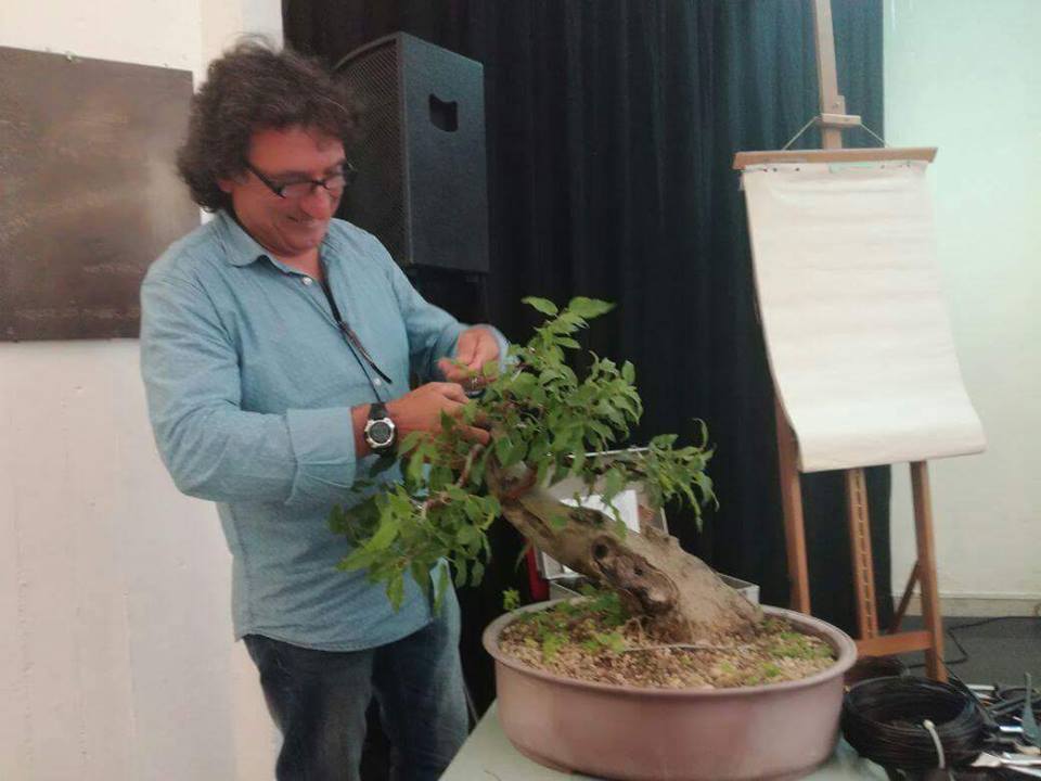 I bonsai, orti di pace e serenità
