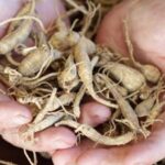 Ginseng, radici