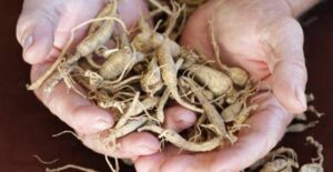 Ginseng, radici