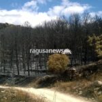 pineta incendio