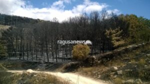 pineta incendio