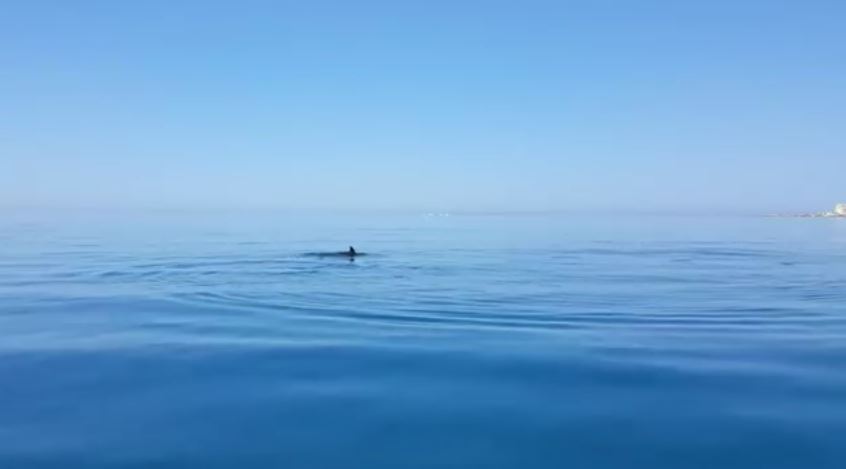Delfini. Fra Caucana e Punta Secca. VIDEO