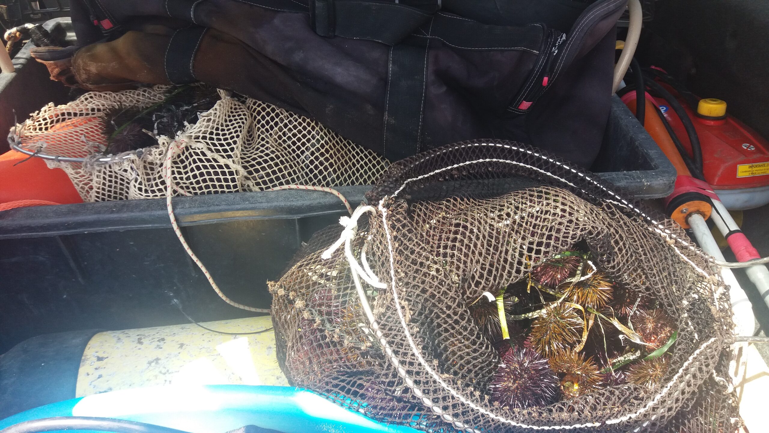 Sub pesca illegalmente ricci di mare, sequestrati