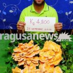 4 chili e 800 grammi