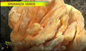 Funcia di carrubo