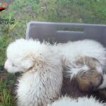 cuccioli