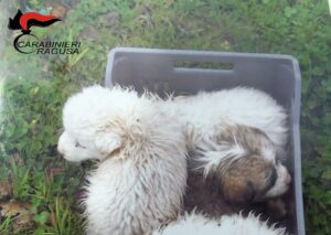 cuccioli