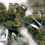 marijuana