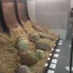 Le anfore greche al Vinitaly
