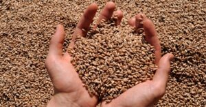 Grano saraceno