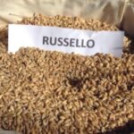 Il russello