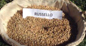 Il russello
