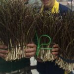 raccoglitori di asparagi