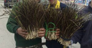 raccoglitori di asparagi