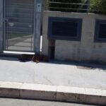 Cani