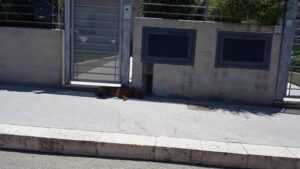 Cani