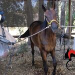 corsa clandestina di cavalli