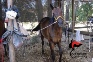 corsa clandestina di cavalli
