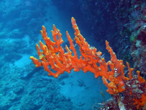 corallo
