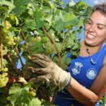 Vendemmia in Sicilia