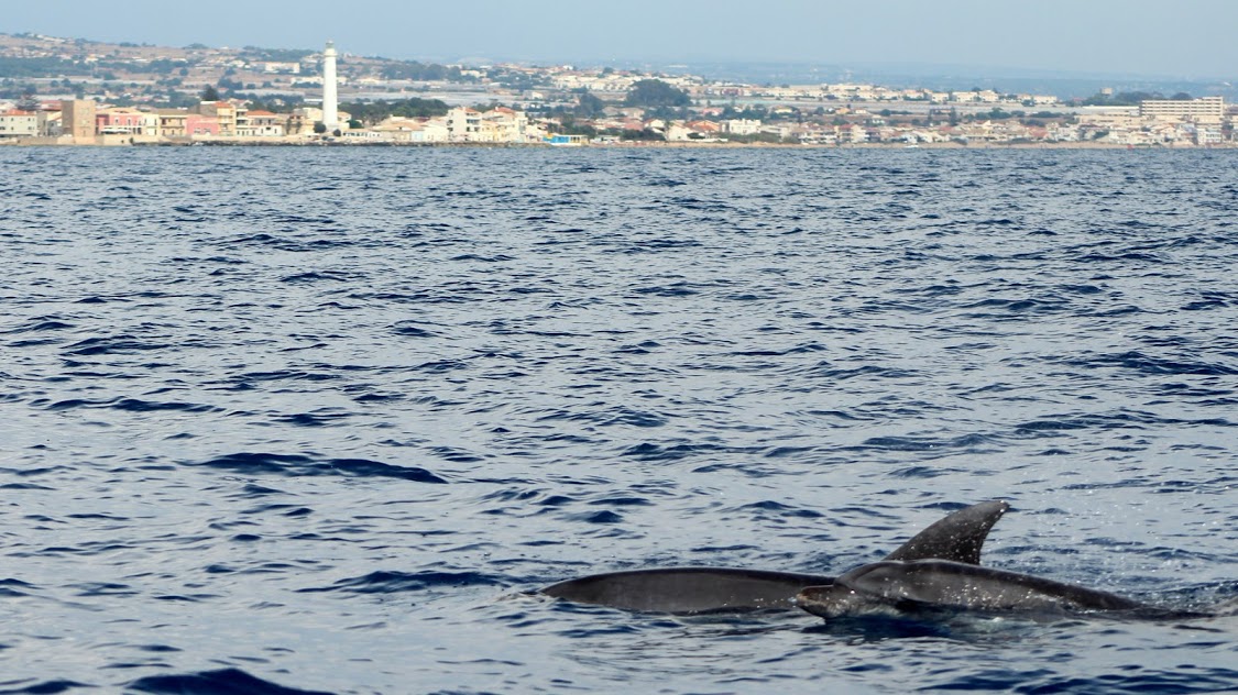 I delfini di Montalbano. FOTO