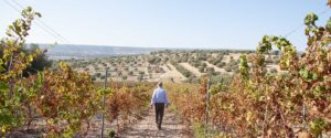 Armosa, le vigne