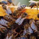 L'ape nera sicula