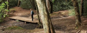 Il bagno nella foresta