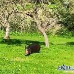 Il cinghiale nella Valle dei Templi
