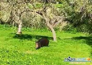 Il cinghiale nella Valle dei Templi