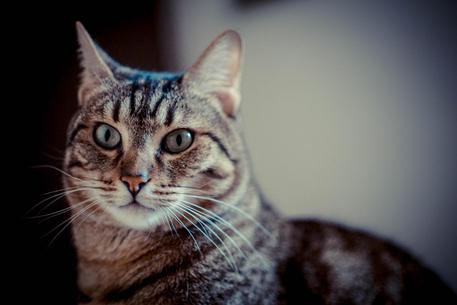 Litiga e getta gatto da balcone,denuncia