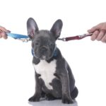 Il cane conteso