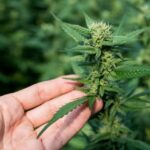 Cannabis legale