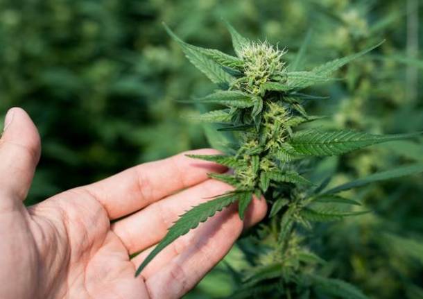 Preparazioni galeniche alla cannabis legale a scuola a Ragusa