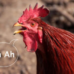 Il pollo ucraino
