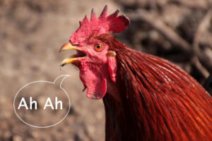 Il pollo ucraino