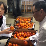 Arance rosse siciliane in Cina